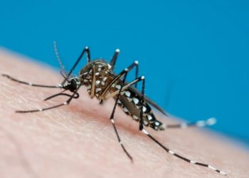 Viña y Valparaíso serían la comunas más expuestas al mosquito que transmite el virus que causa el dengue