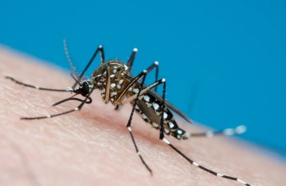 Viña y Valparaíso serían la comunas más expuestas al mosquito que transmite el virus que causa el dengue