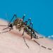 Viña y Valparaíso serían la comunas más expuestas al mosquito que transmite el virus que causa el dengue