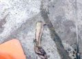 Esval encuentra restos de pulpo en alcantarillado