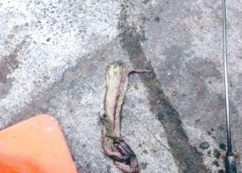 Esval encuentra restos de pulpo en alcantarillado