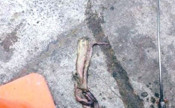 Esval encuentra restos de pulpo en alcantarillado