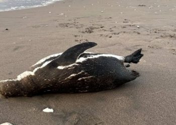 Viña del Mar: Encuentran dos pingüinos muertos en Reñaca