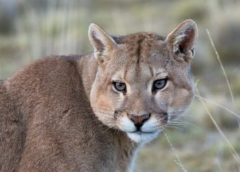 Puma ataca a adulto mayor en Colchane