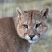 Puma ataca a adulto mayor en Colchane