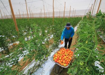 Indap ejecutó 455 millones de dólares para apoyar agricultura en 2022