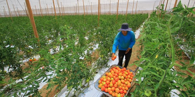 Indap ejecutó 455 millones de dólares para apoyar agricultura en 2022