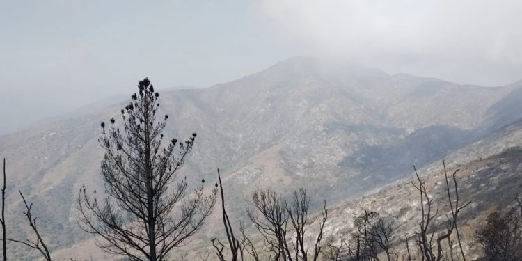 Se mantiene la alerta roja por incendio en Zapallar y Papudo