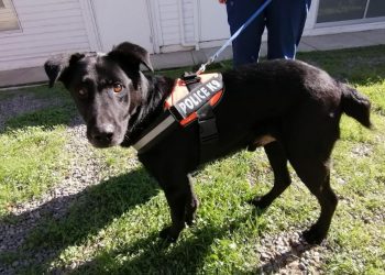 Mascotas que sobrevivieron al incendio de Viña buscan hogar luego de ser abandonadas