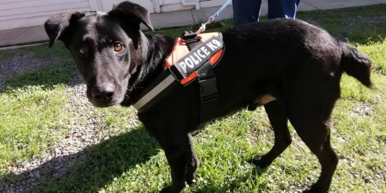 Mascotas que sobrevivieron al incendio de Viña buscan hogar luego de ser abandonadas