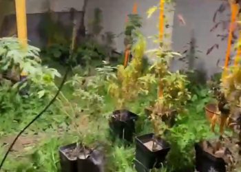 Sacan de circulación 10.000 dosis de droga en Putaendo