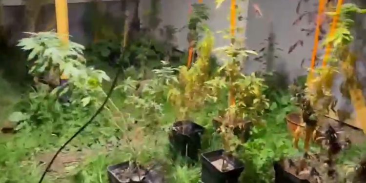 Sacan de circulación 10.000 dosis de droga en Putaendo