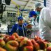 Dirección del Trabajo aplica multas por 643 millones a empresas agrícolas