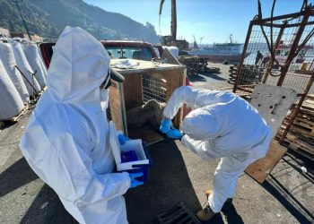 Se amplían especies marinas afectadas por influenza aviar