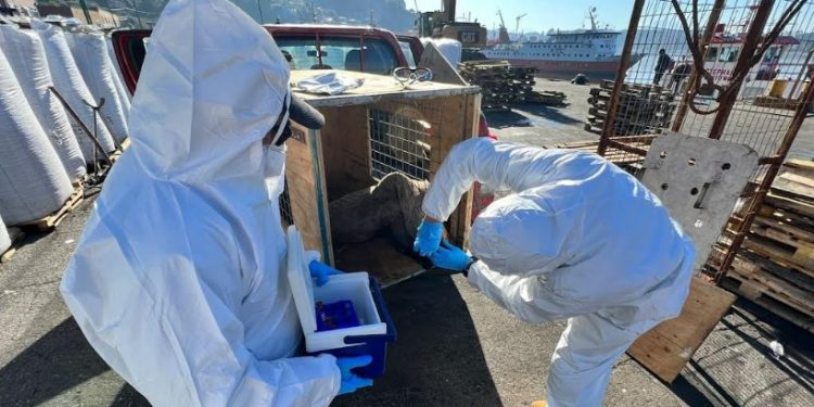 Se amplían especies marinas afectadas por influenza aviar