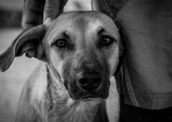 Estudio UST confirma relación entre violencia doméstica y maltrato animal