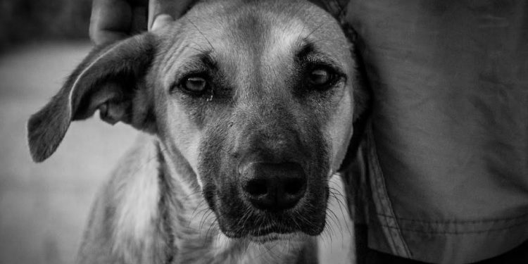 Estudio UST confirma relación entre violencia doméstica y maltrato animal