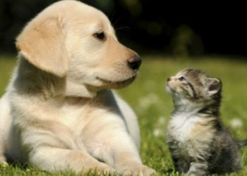 Nueva ley evita que mascotas sean prohibidas en departamentos