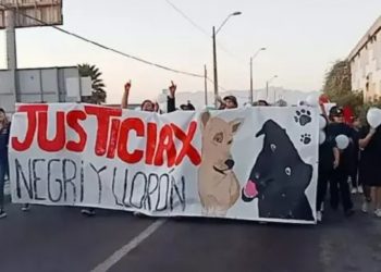 U. del Alba desvincula a cuatro funcionarios tras escándalo por perros sacrificados