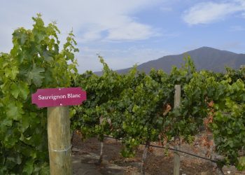 Asociación de Viñateros y U. de California firman acuerdo para optimizar uso del agua en valle de Casablanca