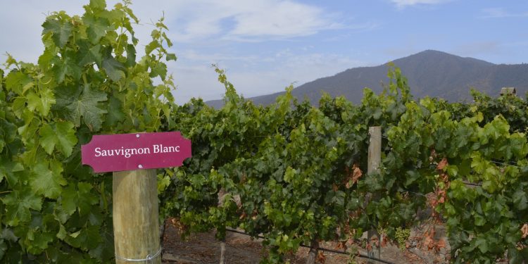 Asociación de Viñateros y U. de California firman acuerdo para optimizar uso del agua en valle de Casablanca