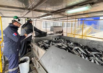 Sernapesca conmemora día internacional contra la pesca ilegal