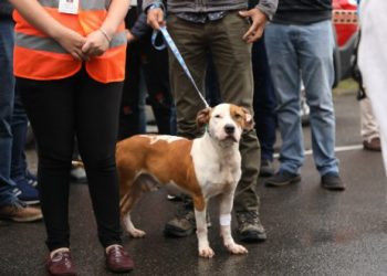 Entregan recomendaciones para evacuación de animales de zonas afectadas por inundaciones