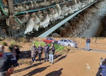 Llay Llay: SMA inicia proceso sancionatorio contra avícola por malos olores