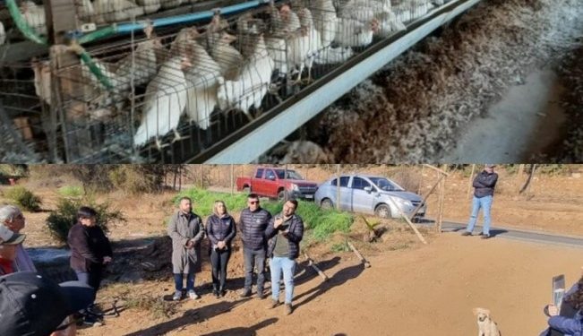 Llay Llay: SMA inicia proceso sancionatorio contra avícola por malos olores