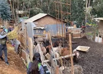 Desbaratan matadero clandestino de animales en Cartagena