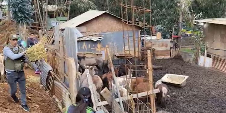 Desbaratan matadero clandestino de animales en Cartagena