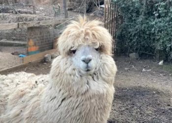 Encuentran a la Alpaca que estaba perdida en Quilpué