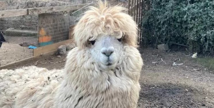 Encuentran a la Alpaca que estaba perdida en Quilpué