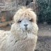 Encuentran a la Alpaca que estaba perdida en Quilpué