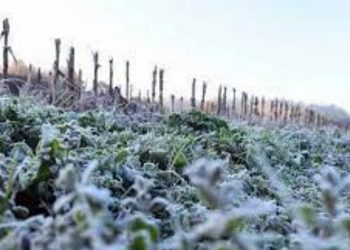 Ola polar en Chile afecta duramente a cítricos y paltos