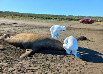 11.000 animales marinos han sido afectados por la influenza aviar
