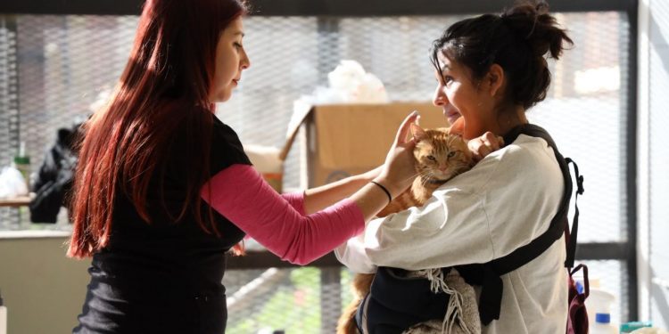 Valparaíso: Realizarán 1.500 esterilizaciones de animales