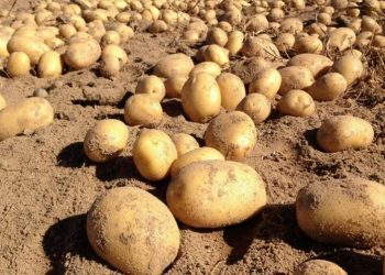 Advierten por alzas de precios en papas, lechugas y brócolis tras sistema frontal