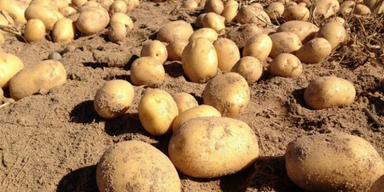 Advierten por alzas de precios en papas, lechugas y brócolis tras sistema frontal