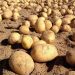 Advierten por alzas de precios en papas, lechugas y brócolis tras sistema frontal