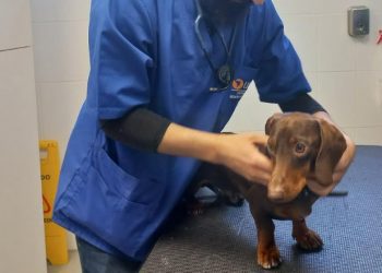 Medina Veterinaria de UDLA invita a operativo médico para caninos y felinos