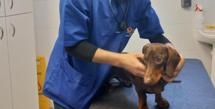 Medina Veterinaria de UDLA invita a operativo médico para caninos y felinos