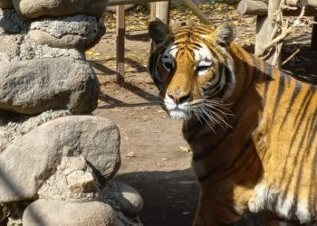 Tigre agrede a adulto mayor en zoológico de Los Ángeles