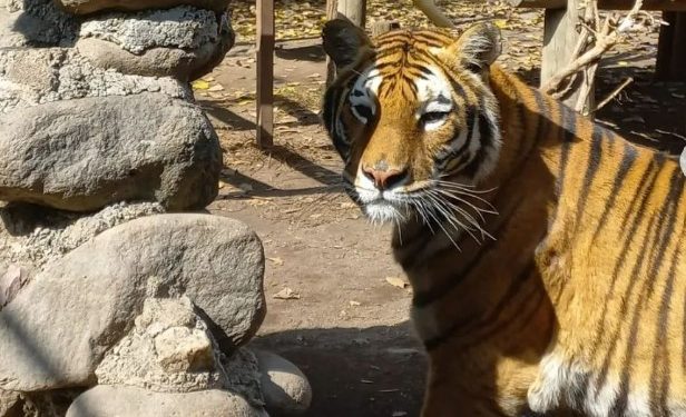 Tigre agrede a adulto mayor en zoológico de Los Ángeles