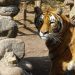 Tigre agrede a adulto mayor en zoológico de Los Ángeles