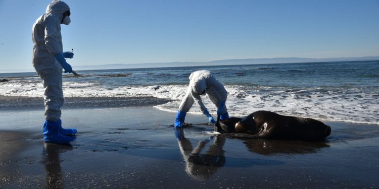 Influenza aviar en Chile: Primer semestre registra 15.000 animales muertos