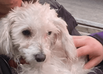 Detienen a sujeto por maltratar a un perro en departamento en Ñuñoa