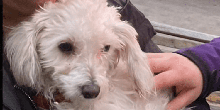 Detienen a sujeto por maltratar a un perro en departamento en Ñuñoa