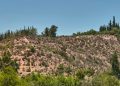 300 árboles nativos serán plantados en cerro San Francisco de Curimón