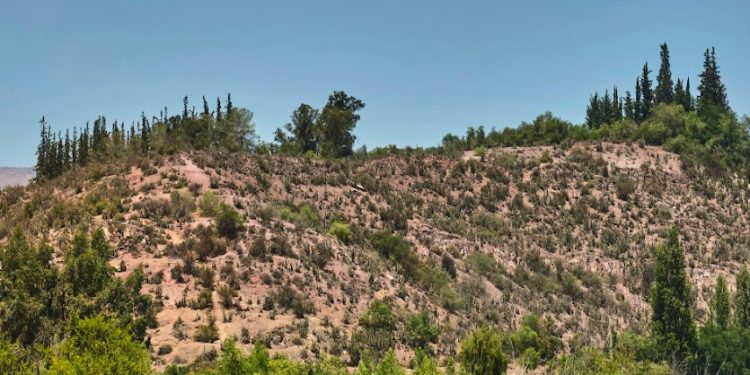 300 árboles nativos serán plantados en cerro San Francisco de Curimón